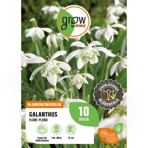 GROW by OBI Schneeglöckchen Flore Pleno, weiße Blüten, 15cm, Blumenzwiebeln.