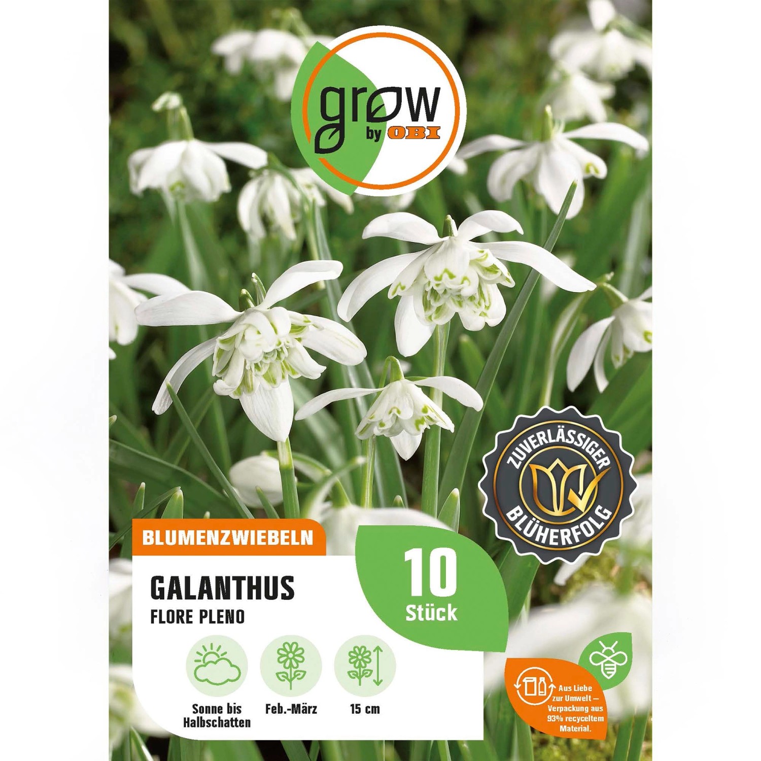GROW by OBI Schneeglöckchen "Flore Pleno" Weiß 15 cm Galanthus nivalis