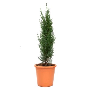GROW by OBI Säulen-Zypresse "Totem" Topf ca. 5 l Cupressus sempervirens