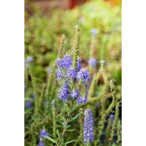 Blauer Ähriger Ehrenpreis (Veronica spicata) im Topf, eine bienenfreundliche Gartenstaude.