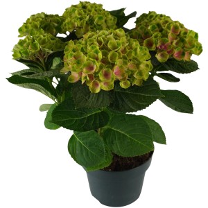 Gartenhortensie "Aqua Pink" Rosa Höhe ca. 30 - 40 cm Topf ca. 5 l