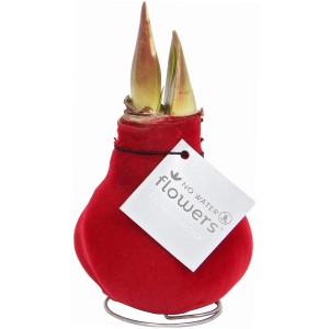 Amaryllis im roten Wachsmantel, Topf ca. 10 cm, mit grünen Trieben auf Metallfuß.