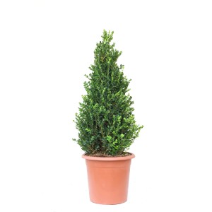 GROW by OBI Buchsbaum "Faulkner" ca. 90 cm Topf ca. 15 l Buxus microphylla