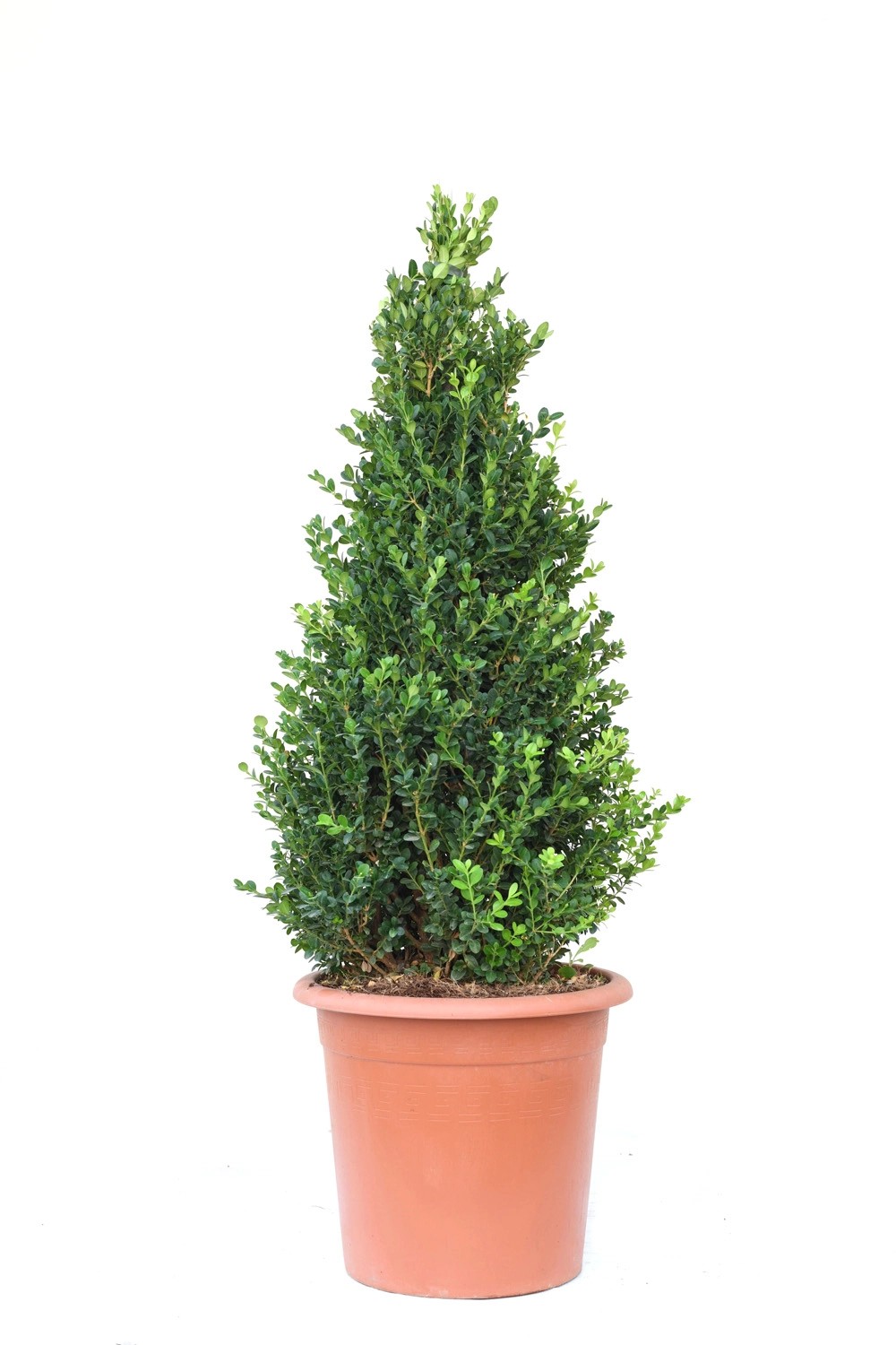 GROW by OBI Buchsbaum "Faulkner" ca. 90 cm Topf ca. 15 l Buxus