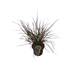 GROW by OBI Lampenputzergras "Fireworks" Topf-Ø ca. 16 cm Pennisetum