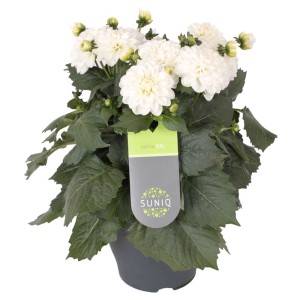 Weiße Dahlie "Suniq" im Topf (Ø 23cm). Dekorative Stehpflanze für Garten, Balkon oder Terrasse.