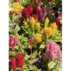 Farbenfrohe Federbusch-Celosie (Celosia) im Topf mit roten, gelben und pinken Blüten.