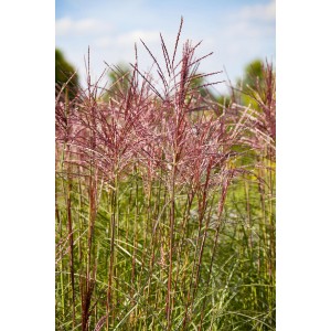 Chinaschilf Red Chief im Topf, ein dekoratives Gras mit roten Blütenständen.