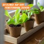 Proflora Kokosfaser Anzuchttöpfe mit jungen Salatpflanzen auf Fensterbank.