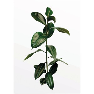 Komar Wandbild Ficus Branch 30 x 40 cm