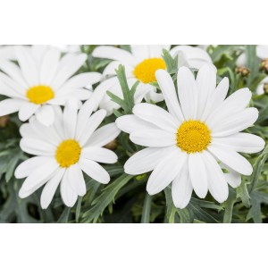 Nahaufnahme einer weißen Strauchmargerite (Argyranthemum frutescens) mit gelber Mitte.