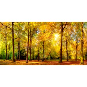Pro Art Bild Canvas-Art Sunshine In The Forest III 100 cm x 50 cm