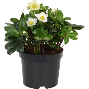 Winterharte OBI Christrose 'Christmas Carol' mit weißen Blüten im Topf.