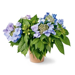 GROW by OBI Hortensie Bloombuster Blau Höhe ca. 30 - 40 cm Hydrangea Hybride