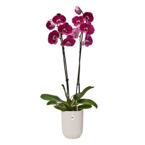 Elho Orchideentopf Vibes Fold, Ø 12,5 cm, leinenweiß, mit blühender, roter Orchidee.