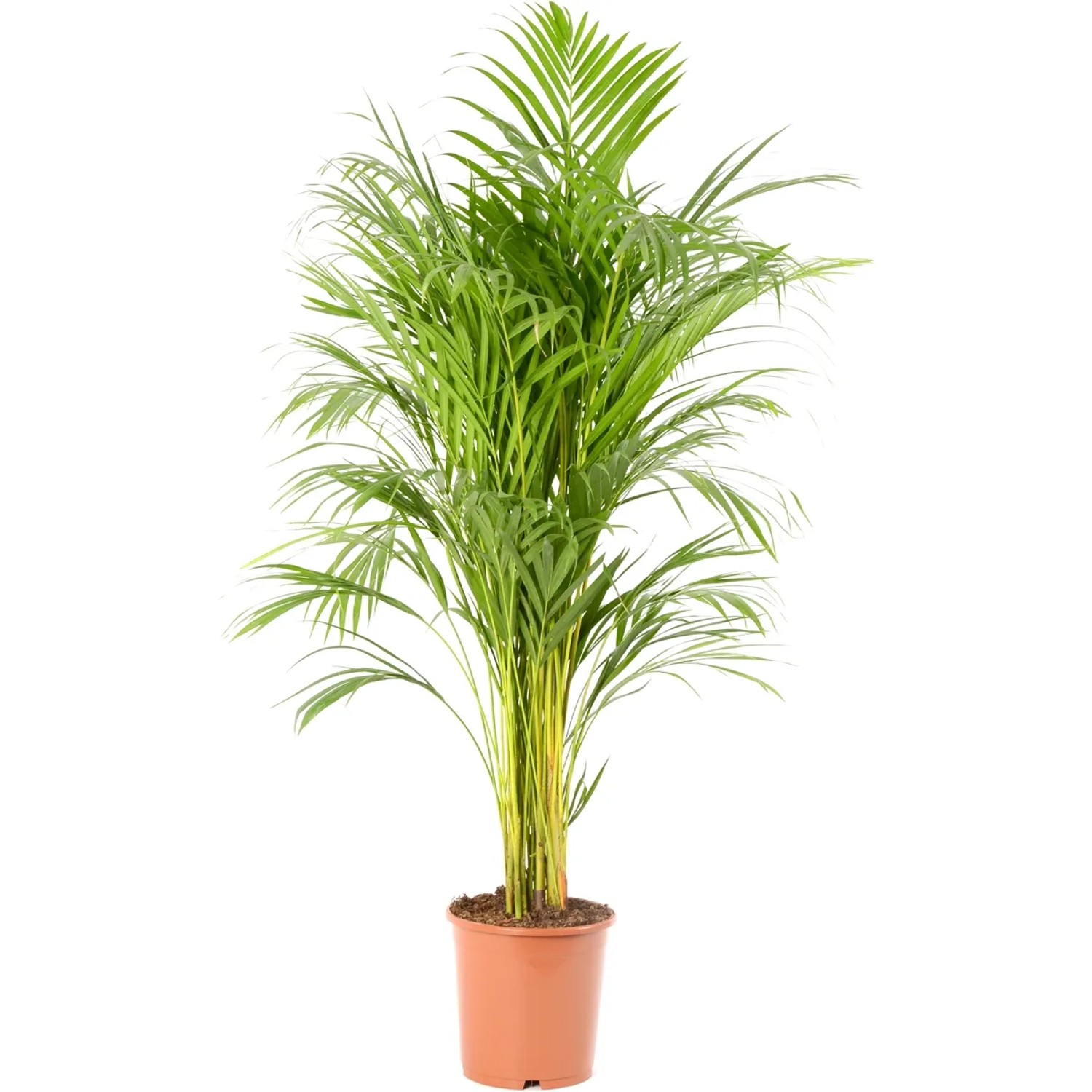 GROW by OBI Goldfruchtpalme Hhe 90 - 100 cm Topf  21 cm Areca Dypsis  Lutescens kaufen bei OBI