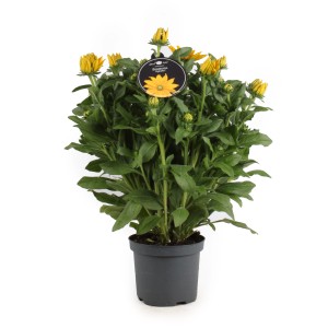 Sonnenhut Sunbeckia Ophelia im Topf, gelbe Blüten, ca. 45-75 cm hoch.