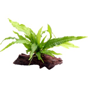 Dennerle Aquariumpflanze Microsorum Pteropus auf Wurzel, Javafarn für Aquarien.