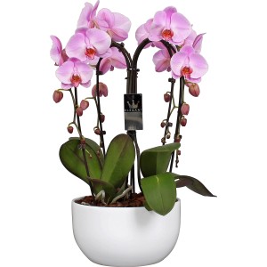 Weiße Schmetterlingsorchidee (4-Trieber) im Keramiktopf (Ø 25cm) als Zimmerpflanze.