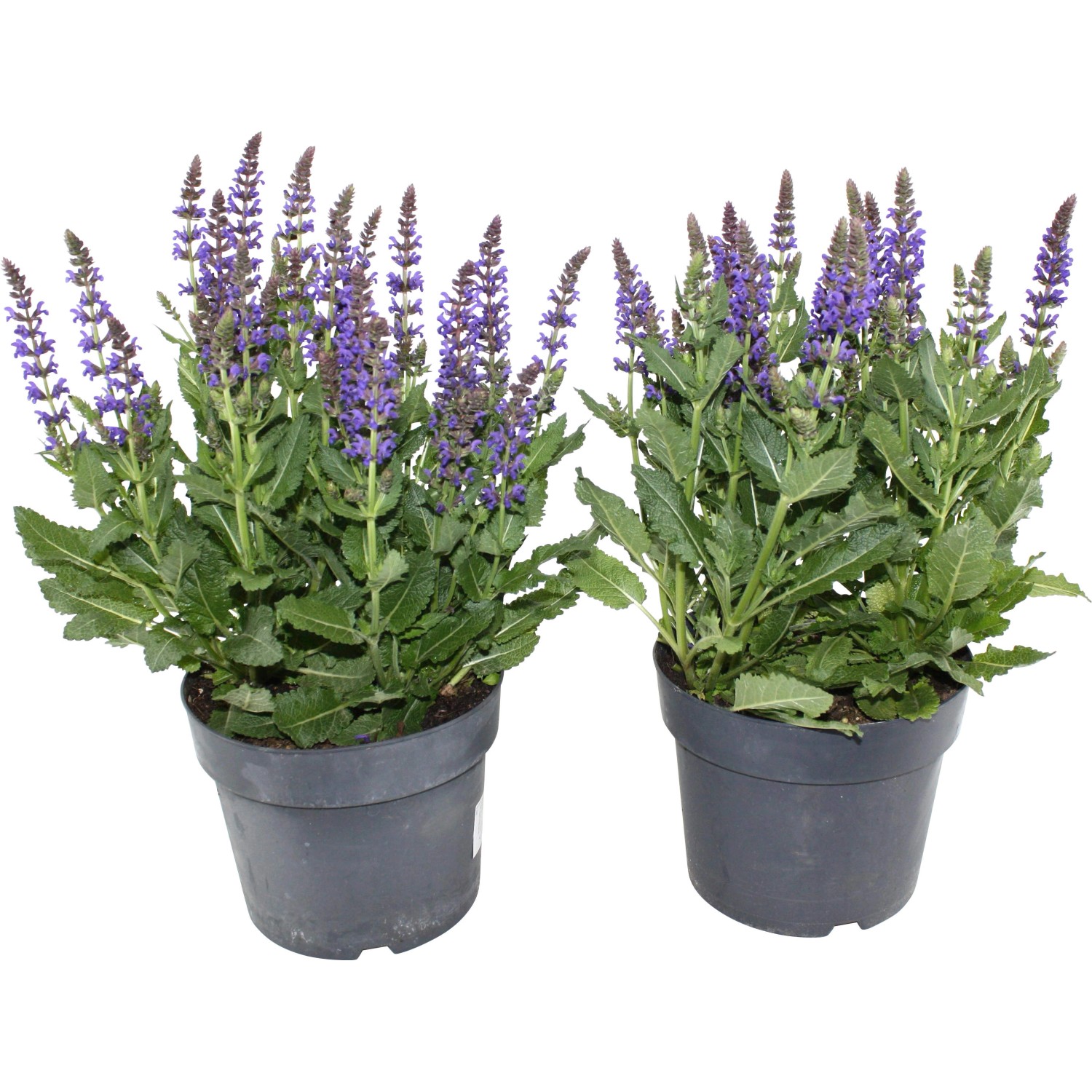 SteppenSalbei TopfØ ca. 23 cm Salvia nemorosa kaufen bei OBI