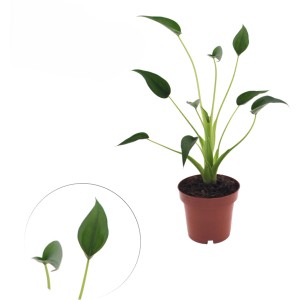 Alocasia kaufen bei OBI