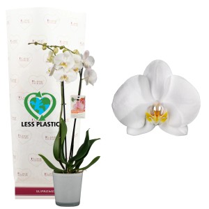 GROW by OBI Schmetterlingsorchidee Gelb im gelben Glasgefäß Topf-Ø ca. 12 cm