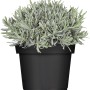 Blauer Lavendel (Lavandula) im Topf, ca. 13 cm Ø. Duftende, frostverträgliche Pflanze für sonnige Standorte.