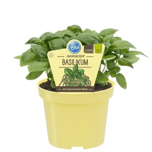 Blu Bio Basilikum Genoveser im gelben Topf, ca. 12 cm Ø. Küchenkräuter für Pesto und mehr.