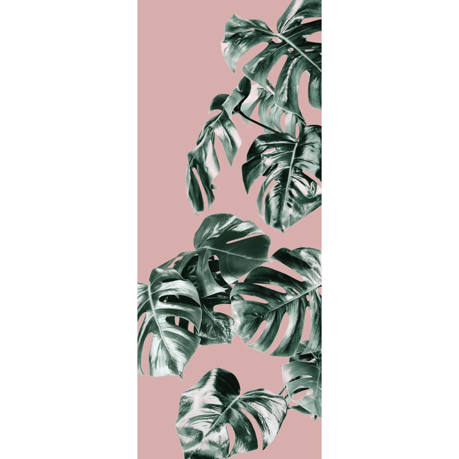 Komar Vlies Fototapete Monstera Rosé, 100x250cm, mit tropischen Blättern auf rosa Hintergrund.