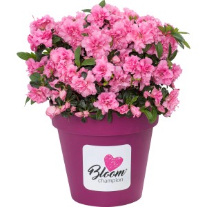 Japanische Azalee Bloom Champion® im Topf, rosa Blütenpracht. Rhododendron für Garten und Kübel.