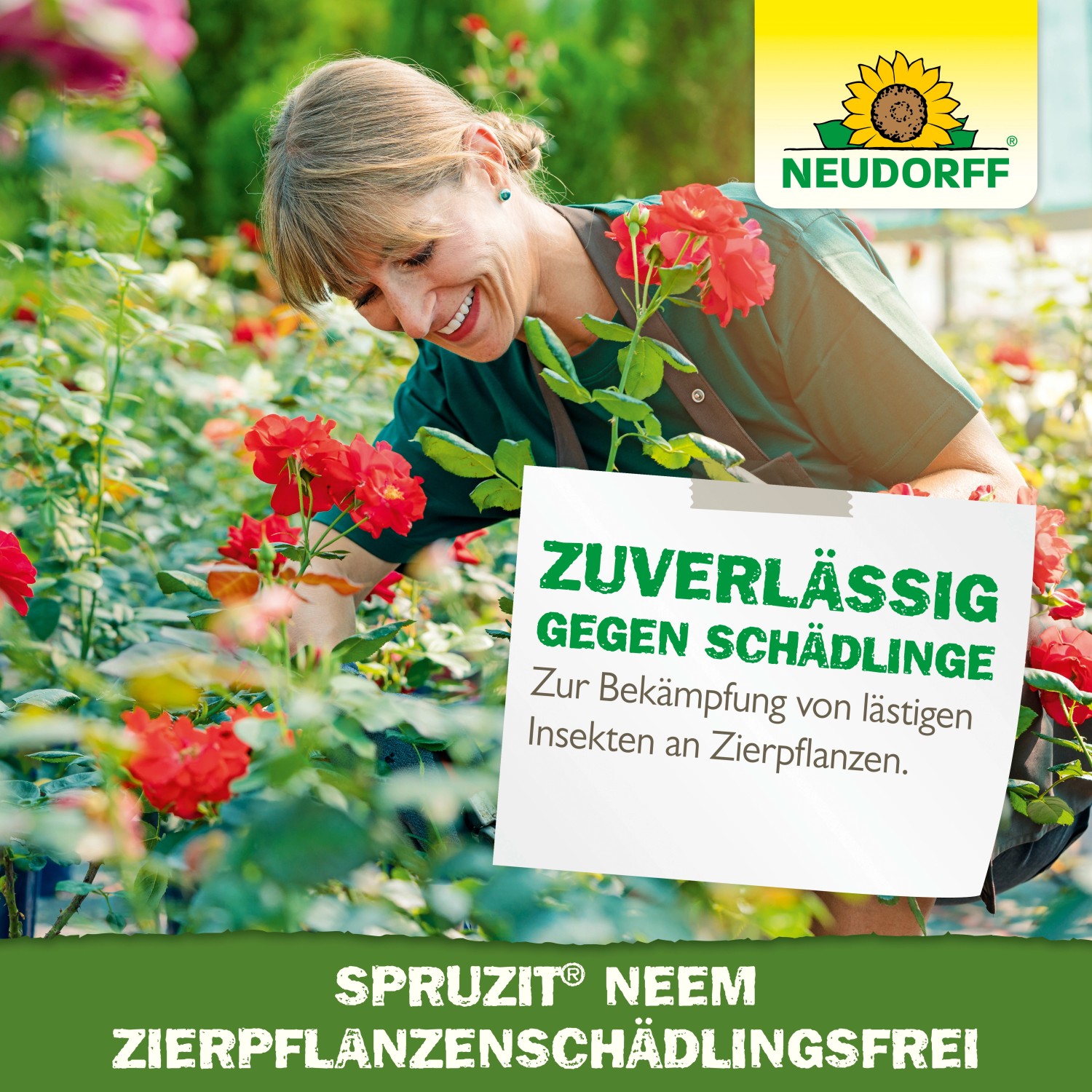 Frau sprüht Neudorff Spruzit Neem Schädlingsfrei auf Rosen. Schädlingsbekämpfung für Zierpflanzen.