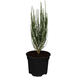 Besenginster (Cytisus) im Topf, ca. 20-30 cm hoch. Ginster als Kübelpflanze.