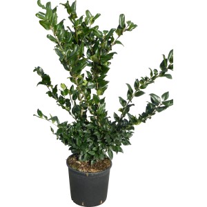 Japanischer Liguster Texanum im Topf, ca. 60-80 cm hoch, immergrünes Laubgehölz für Hecken.