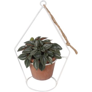 Metall-Ampel mit Blattpflanze (Peperomia caperata) im Terrakotta-Topf, hängend.