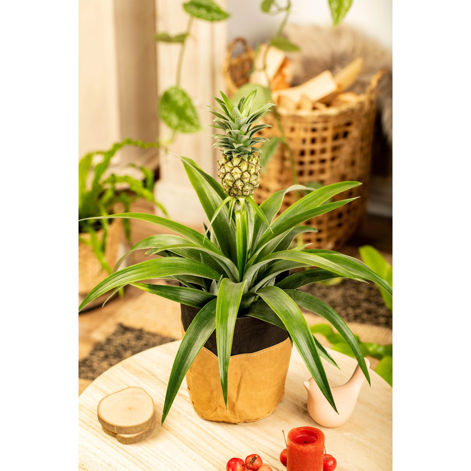 GROW by OBI Ananaspflanze Topf  ca. 12 cm Ananas Candido kaufen bei OBI