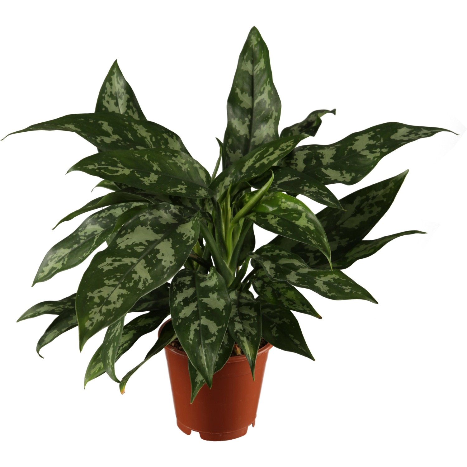 Kolbenfaden "Maria" TopfØ ca. 12 cm Aglaonema kaufen bei OBI