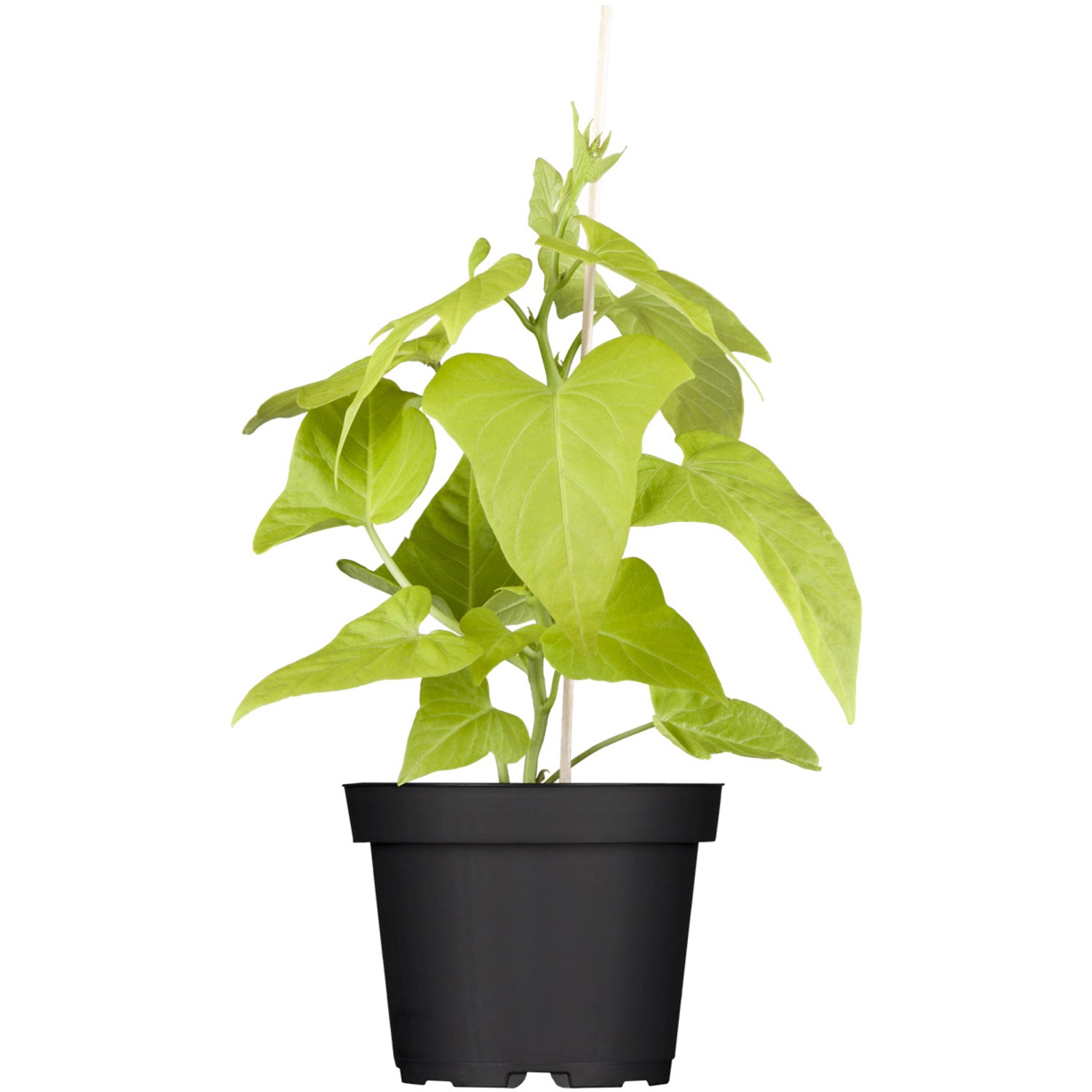 Süßkartoffel TopfØ ca. 12 cm Ipomea batata kaufen bei OBI
