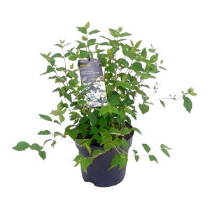 Gartenjasmin 'Belle Etoile' im Topf, ca. 20-30 cm hoch, weiße Blüten und grüne Blätter.