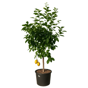 GROW by OBI Zitronenbaum (Citrus limon) im Topf, ca. 120-140 cm hoch, mit zwei reifen Zitronen.