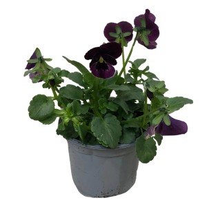 Hornveilchen Rosa/Rot im Topf, eine farbenfrohe Frühjahrsbepflanzung.