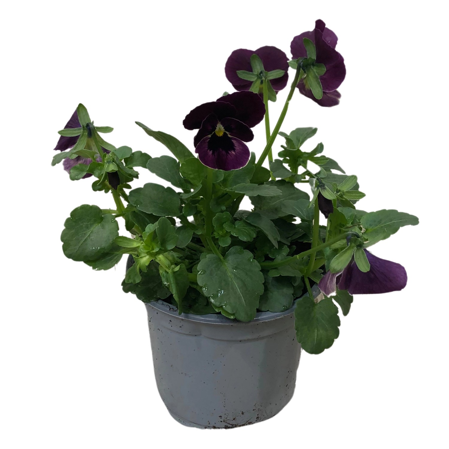Hornveilchen Rosa/Rot Topf Ø ca. 11 cm Viola cornuta kaufen bei OBI