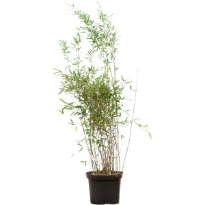 Fontänenbambus Set à 30 Stück Höhe ca. 125 - 150 cm Fargesia nitida