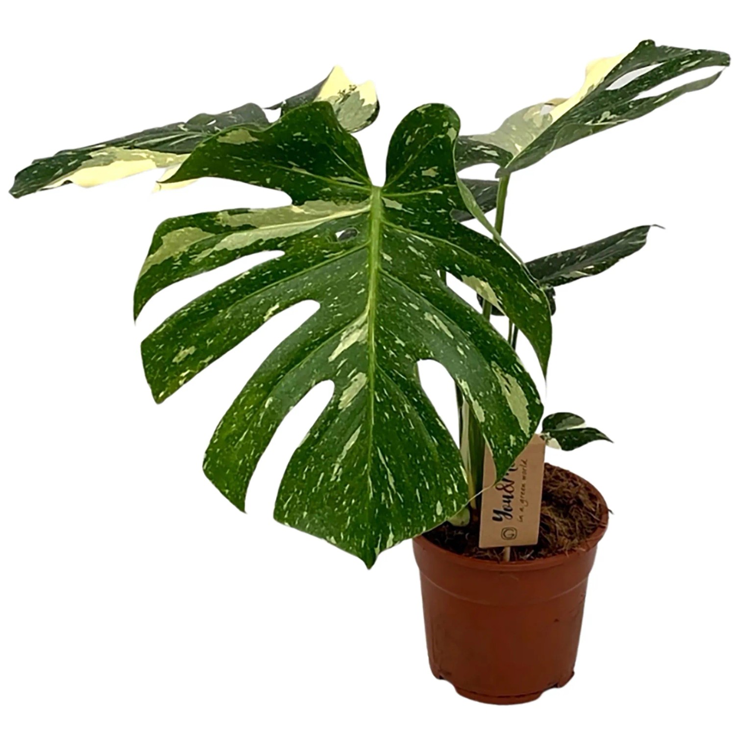 Fensterblatt "Thai Constellation" Hhe ca. 45 - 60 cm Topf- ca. 15 cm  Monstera kaufen bei OBI