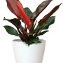 Artevasi San Remo Übertopf, Ø 25 cm, weiß, mit roter Pflanze.