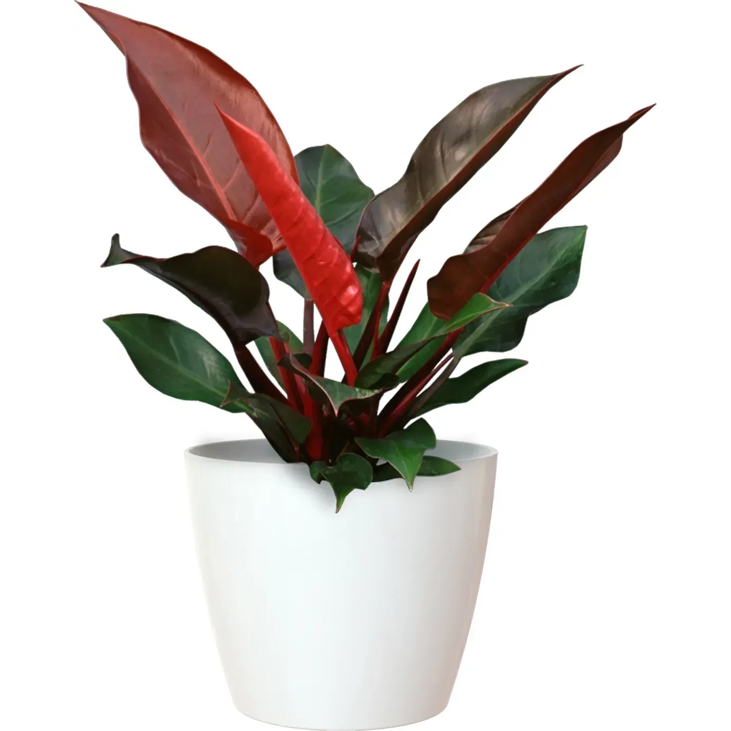 Artevasi San Remo Übertopf, Ø 25 cm, weiß, mit roter Pflanze.