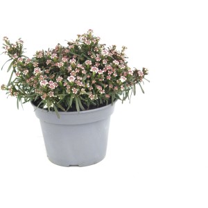 Immergrüne Schleifenblume (Iberis sempervirens) im Topf, weiße Blüten.