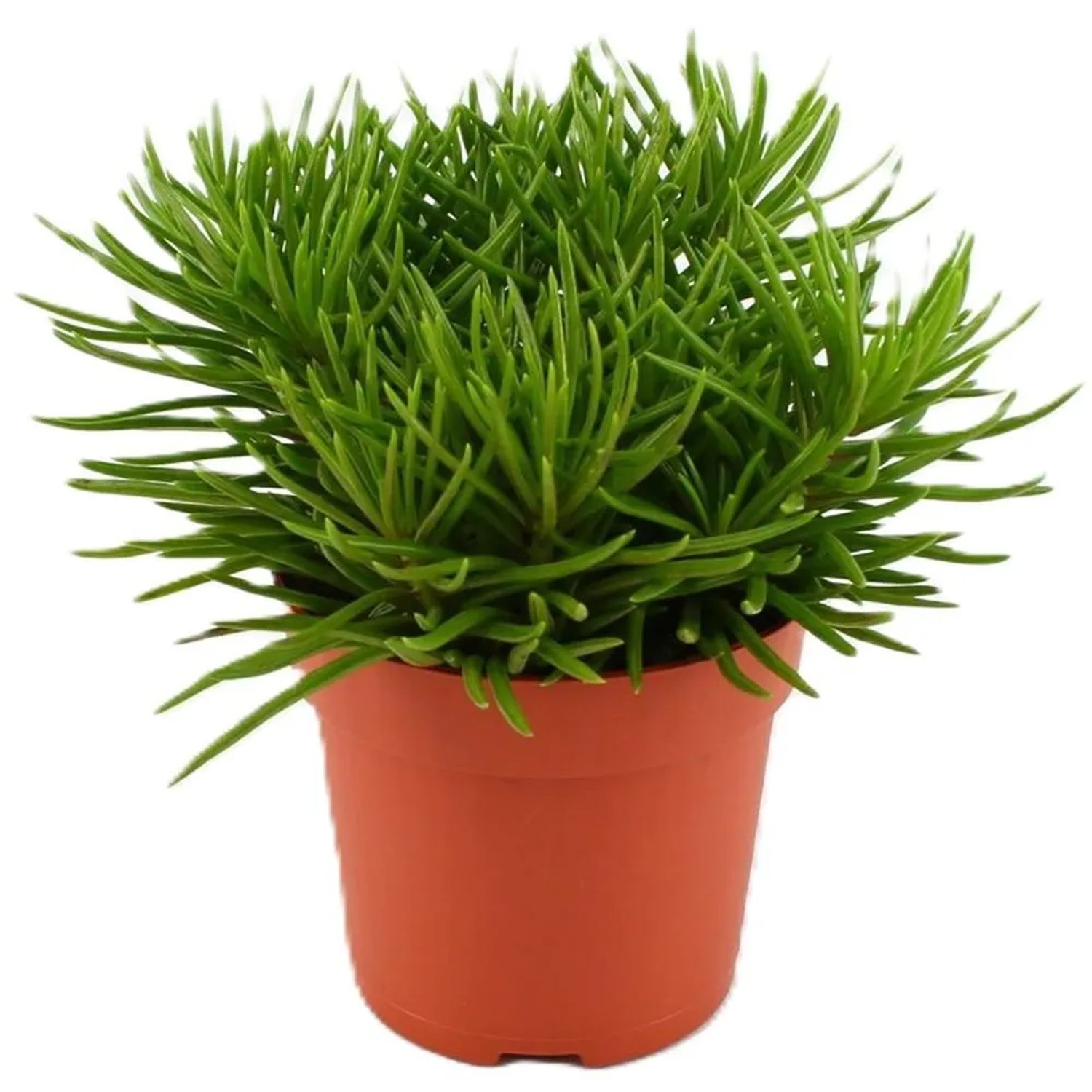 GROW by OBI Greiskraut Sortenauswahl Topf- ca. 10,5 cm kaufen bei OBI