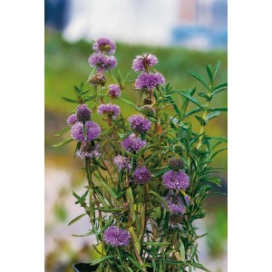 Englische Wasserminze Rosa im Topf, eine robuste Teichpflanze mit lila Blüten.