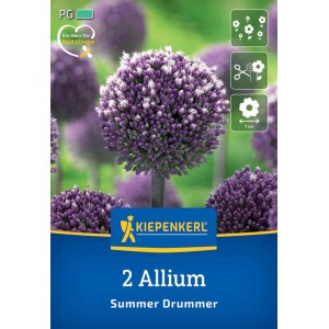 Kiepenkerl Zierlauch Summer Drummer, 2 Stück. Violette Blumenzwiebel für den Garten.