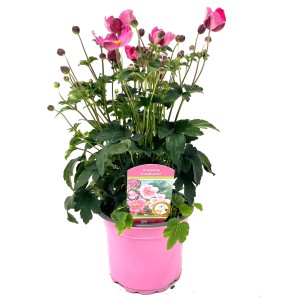 Herbst-Anemone Höhe ca. 35 cm Anemone Hybrid Fantasy